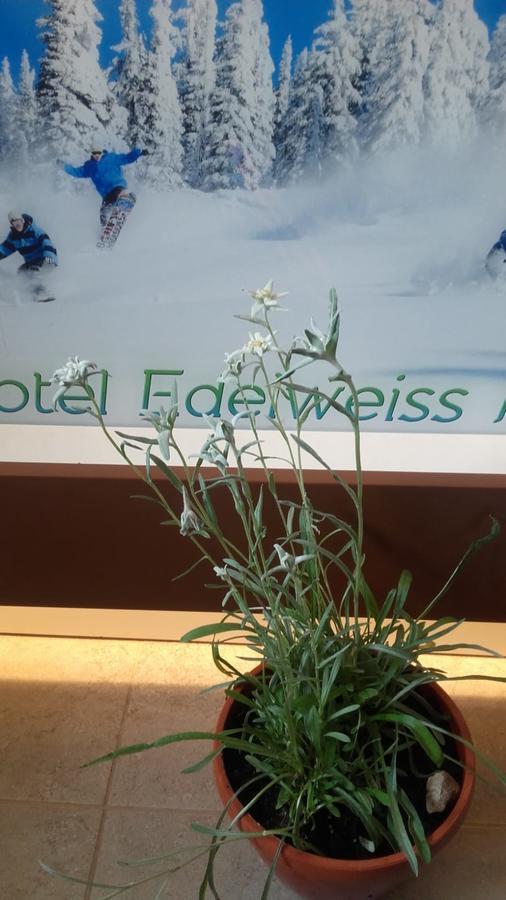 פרדיאל Vila Edelweiss מראה חיצוני תמונה